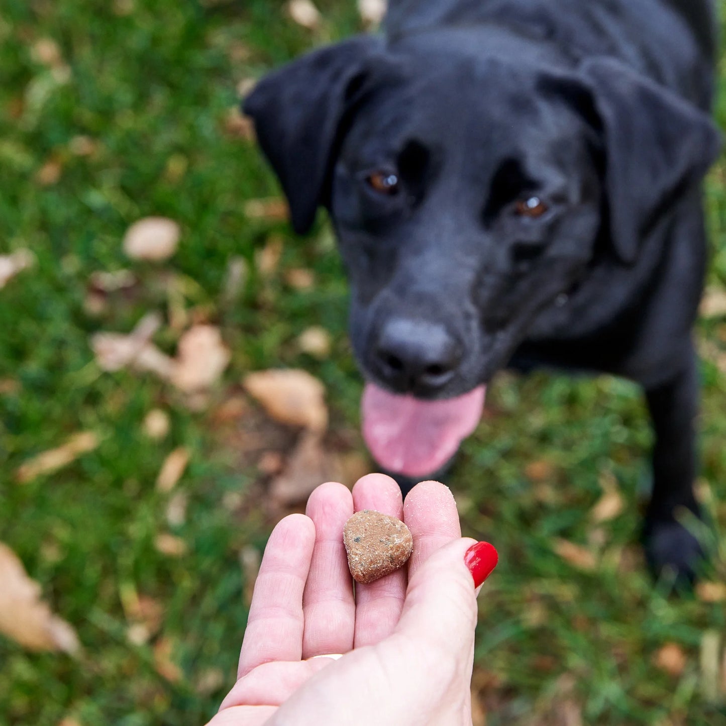 Probiotic Bites for Dogs, Pumpkin Flavor, 60 Count