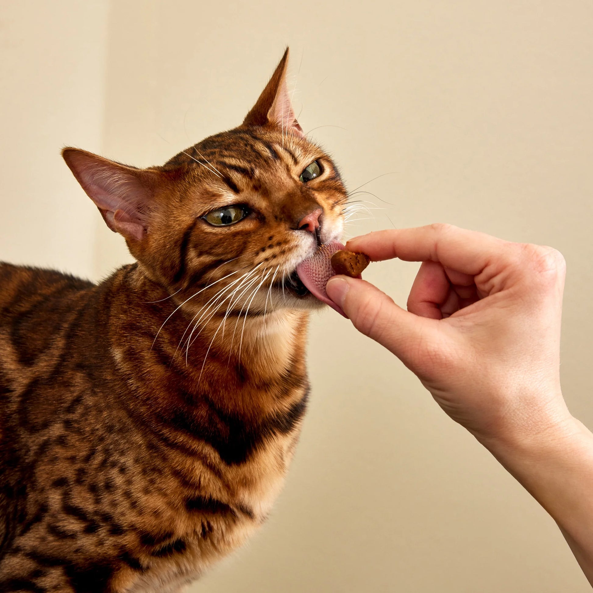 Allergy & Immune Bites for Cats, Seasonal Allergy Relief, Bacon 30Ct